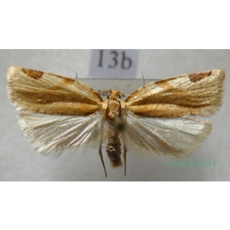 Paramesia gnomana (Clerck, 1759) Czech13b